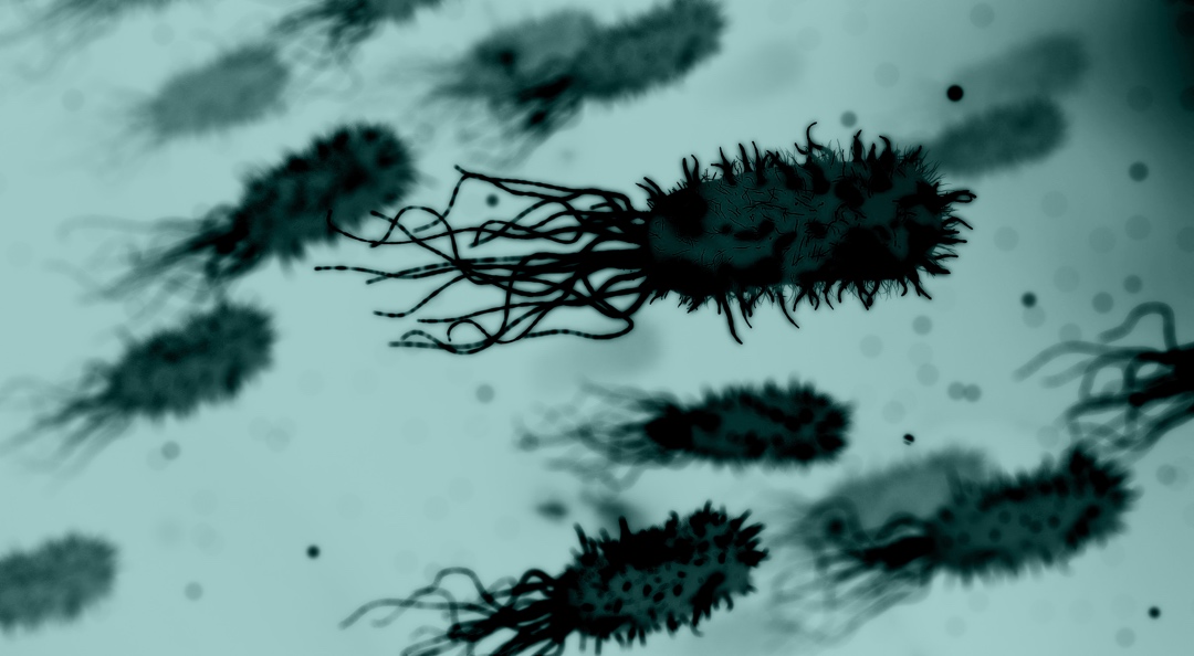 Taxonomic profiling of whole metagenome shotgun (day 3)